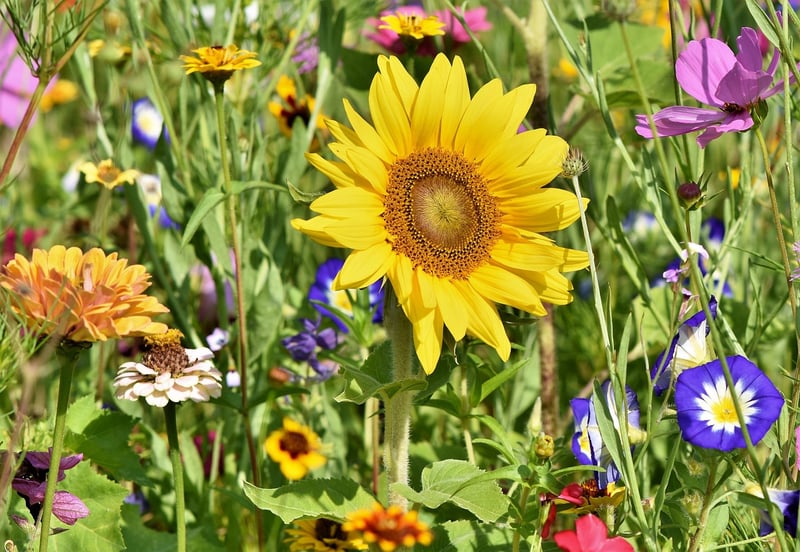 Repurposed Garden Art